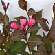Weigela florida 'Victoria' 40-50 cm 3,0L