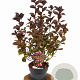 Weigela florida 'Victoria' 40-50 cm 3,0L