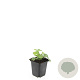 Alchemilla mollis GM P9