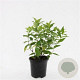 Diervilla lonicera 'Dilon' GM C1.3
