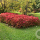 Hydrangea s. Magic Pillow 40-50 cm 15L