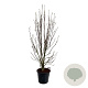 Magnolia 'Heaven Scent' 200-225 cm cont. 55L extra