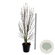 Magnolia 'Heaven Scent' 200-225 cm cont. 55L extra