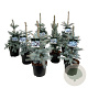Mixlaag Picea blauwnaaldig exclusief 50-60 cm 6L