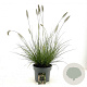 Pennisetum al. 'Hameln' GM C5