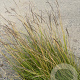 Sesleria autumnalis GM P9