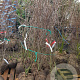 Amelanchier lamarckii 175-200 cm met kluit