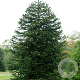 Araucaria araucana 25-30 cm 3,5L