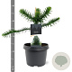 Araucaria araucana 25-30 cm 3,5L