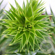 Araucaria araucana 25-30 cm 3,5L
