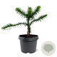 Araucaria araucana 25-30 cm 3,5L