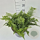 Dryopteris filix-mas 35-40 cm 10L