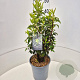 Prunus l. 'Angustifolia' 40-50 cm 6,5L