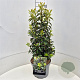 Prunus l. 'Angustifolia' 60-70 cm 10L