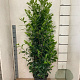 Prunus l. 'Novita' 140-160 cm draadkluit solitair rose