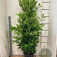 Prunus I. 'Rotundifolia' 140-160 cm draadkluit solitair rose