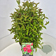 Weigela 'Bristol Ruby' 40-60 cm 10L