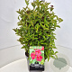 Weigela 'Bristol Ruby' 40-60 cm 10L