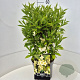 Weigela 'Candida' 40-60 cm 10L