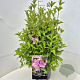 Weigela 'Rosea' 40-60 cm 10L