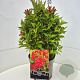 Weigela 'Red Prince' 40-60 cm 10L