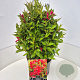 Weigela 'Red Prince' 40-60 cm 10L