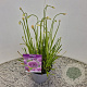 Allium 'Millenium' 15-20 cm C1.5