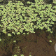 Callitriche palustris GM P9 leverbaar