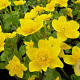 Caltha palustris 'Polypetala' GM P9 leverbaar