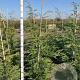 Cupressocyparis leylandii 125-150 cm met kluit