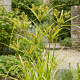Cyperus glaber GM P9 leverbaar