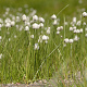 Eriophorum scheuchzeri GM P9 leverbaar