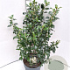 Escallonia 'Iveyi' 40-50 cm 5,0L