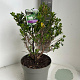Escallonia 'Iveyi' 40-50 cm 5,0L