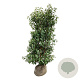 Prunus l. 'Angustifolia' 150-175 cm met kluit