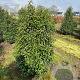 Prunus l. 'Angustifolia' 150-175 cm met kluit