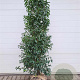 Prunus l. 'Angustifolia' 150-175 cm met kluit