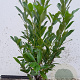 Prunus l. 'Caucasica' 60-80 cm met kluit