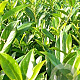 Prunus l. 'Caucasica' 60-80 cm met kluit