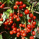 Schisandra chinensis 'Sadova No.1' 60-80 cm 2,0L
