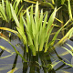 Stratiotes aloides GM wortelgoed leverbaar