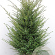 Taxus baccata 100-125 cm met kluit