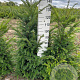 Taxus baccata 100-125 cm met kluit