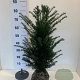 Taxus baccata 60-80 cm met kluit