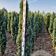 Taxus b. 'Fastigiata Robusta' 150-175 cm met kluit