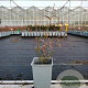 Vaccinium 'Pink Lemonade' 30-40 cm P15