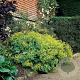 Alchemilla mollis GM P9