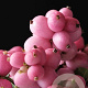 Symphoricarpos doorenbosii Magical Temptation 25-30 cm 2,0L
