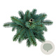 Picea pungens 'Iseli Fastigiate' 40-50 cm 6L