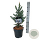 Picea pungens 'Iseli Fastigiate' 40-50 cm 6L